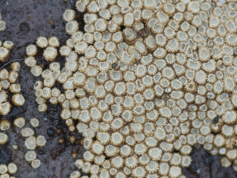 Merismodes confusa